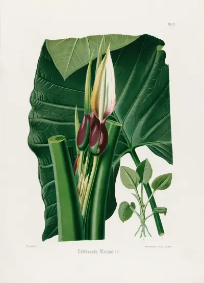 Aroideae Maximilianae Tablica 32, Heinrich Wilhelm Schott
