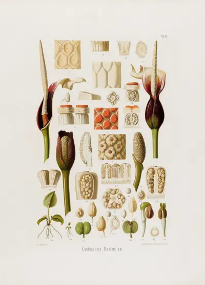 Aroideae Maximilianae Pl.33, Heinrich Wilhelm Schott