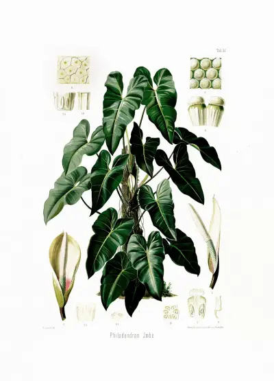 Aroideae Maximilianae Tabl. 34, Heinrich Wilhelm Schott