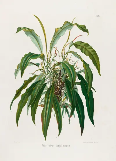 Aroideae Maximilianae Tablica 35, Heinrich Wilhelm Schott