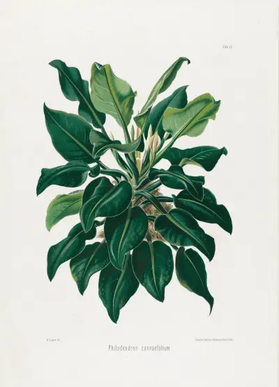 Aroideae Maximilianae Pl.38, Heinrich Wilhelm Schott