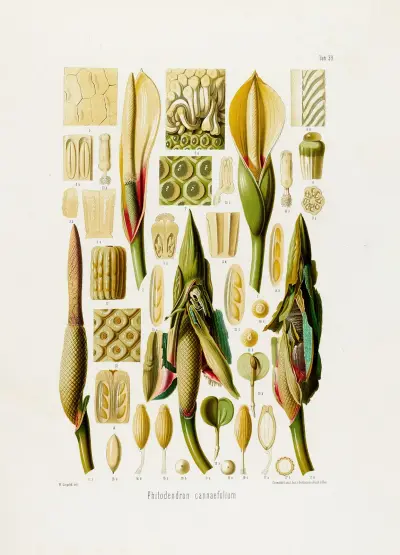 Aroideae Maximilianae Tabl. 39, Heinrich Wilhelm Schott