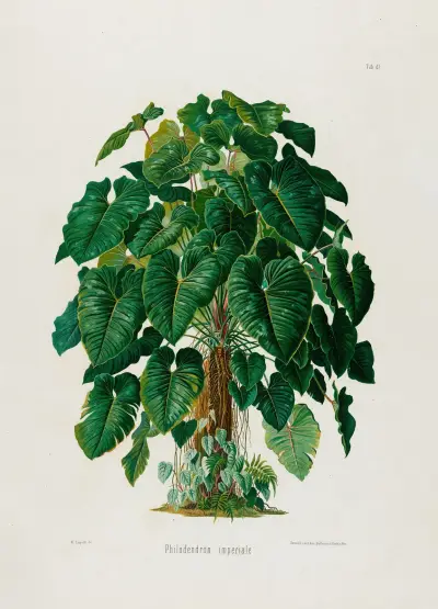 Aroideae Maximilianae Tablica 41, Heinrich Wilhelm Schott