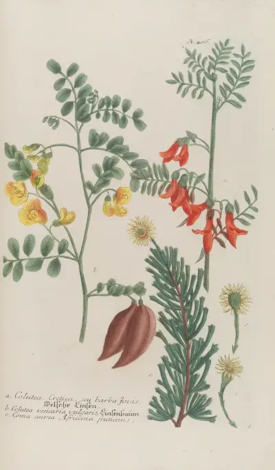 Phytanthoza iconographia Pl.129 av Johann Wilhelm Weinmann