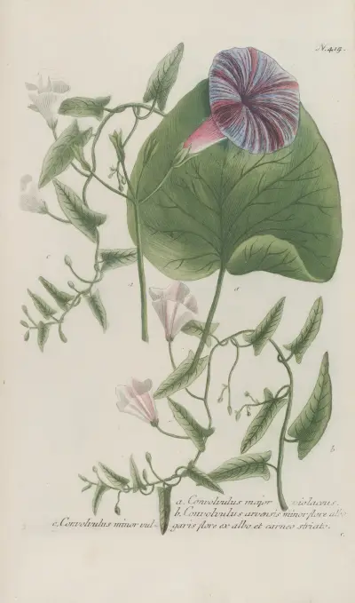 Phytanthoza iconographia Pl.138 av Johann Wilhelm Weinmann