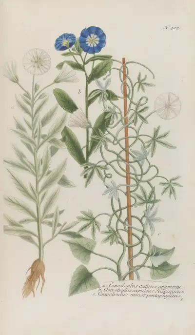 Phytanthoza iconographia Pl.140 av Johann Wilhelm Weinmann