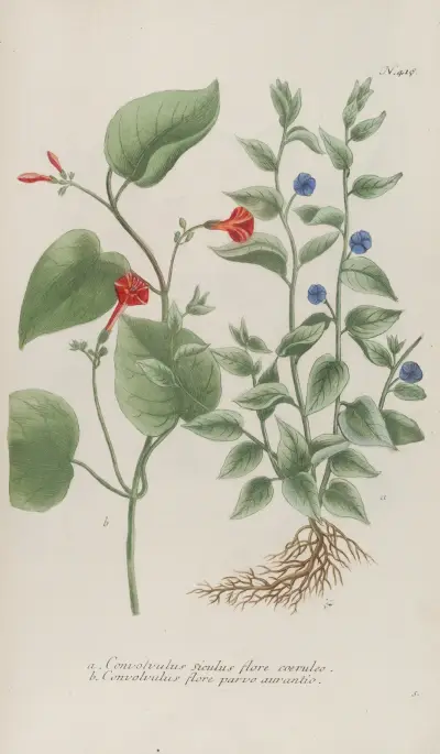 Phytanthoza iconographia Pl.141 av Johann Wilhelm Weinmann