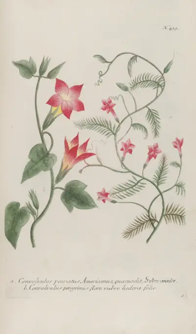 Phytanthoza iconographia Pl.142 av Johann Wilhelm Weinmann