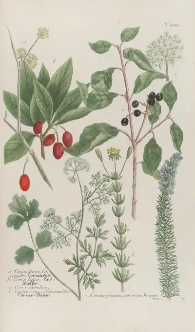 Phytanthoza iconographia Pl.152 av Johann Wilhelm Weinmann