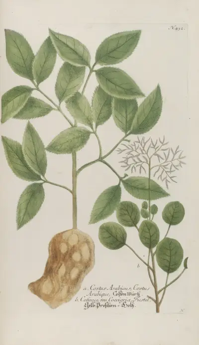 Phytanthoza iconographia Pl.155 av Johann Wilhelm Weinmann