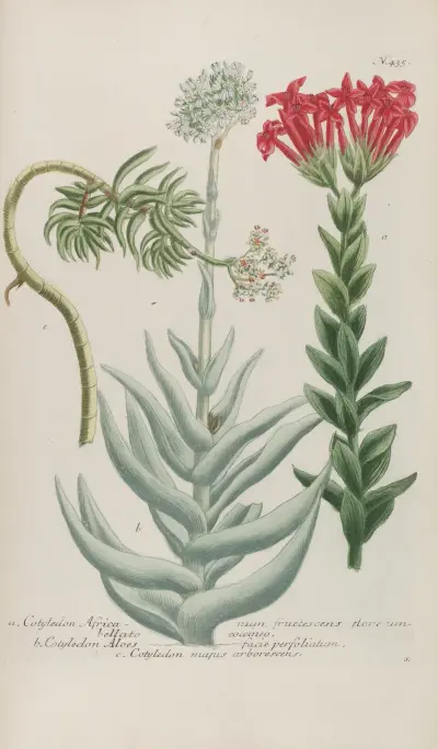 Phytanthoza iconographia Pl.158 av Johann Wilhelm Weinmann