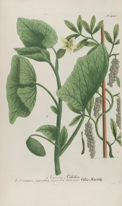 Phytanthoza iconographia Pl.163 av Johann Wilhelm Weinmann