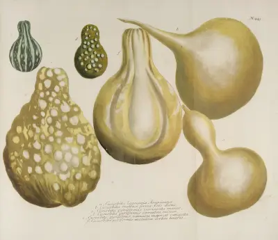 Phytanthoza iconographia Pl.166 av Johann Wilhelm Weinmann
