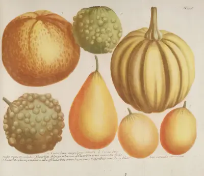 Phytanthoza iconographia Pl.169 av Johann Wilhelm Weinmann