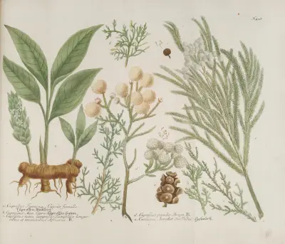 Phytanthoza iconographia Pl.171 av Johann Wilhelm Weinmann
