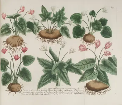 Phytanthoza iconographia Pl.176 av Johann Wilhelm Weinmann
