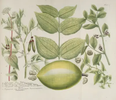 Phytanthoza iconographia Pl.223 av Johann Wilhelm Weinmann