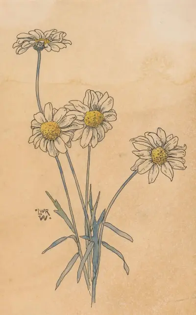 Witte margrieten (in or before 1893) av Willem Wenckebach