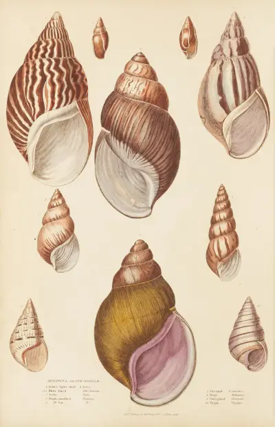 Agate-Shells av William MacGillivray