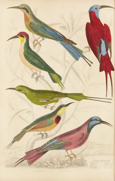 Bee-eaters av William MacGillivray
