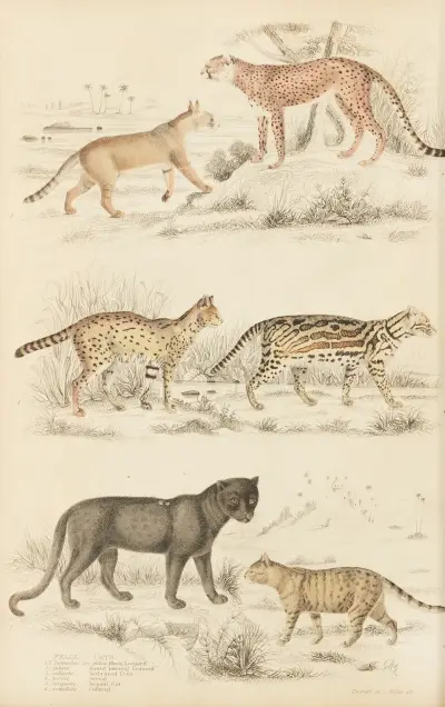 Cats, 1835 – nr 2 av William MacGillivray