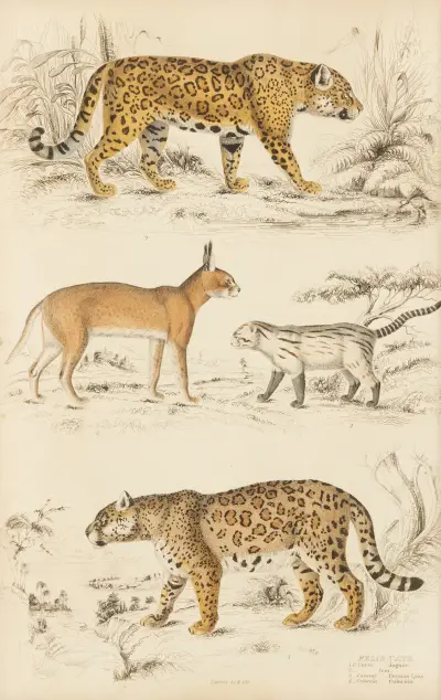 Cats, 1835 – nr 1 av William MacGillivray