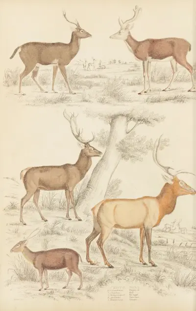 Deer, 1835 – nr 2 av William MacGillivray