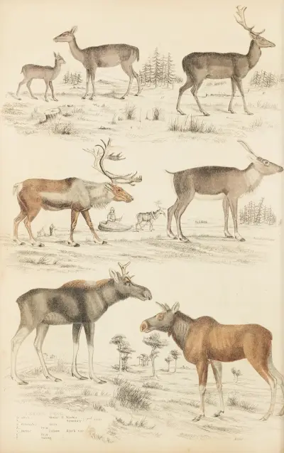 Deer, 1835 – nr 1 av William MacGillivray