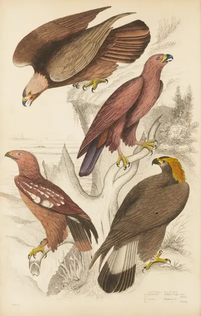 Eagles av William MacGillivray
