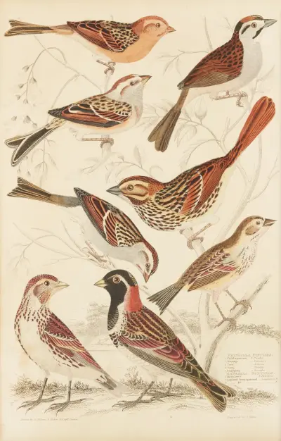 Finches av William MacGillivray