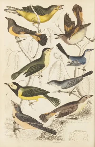 Gnat-catchers av William MacGillivray