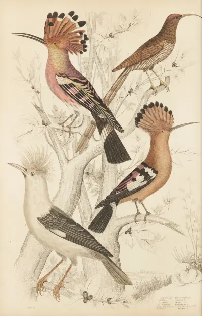 Hoopoes av William MacGillivray