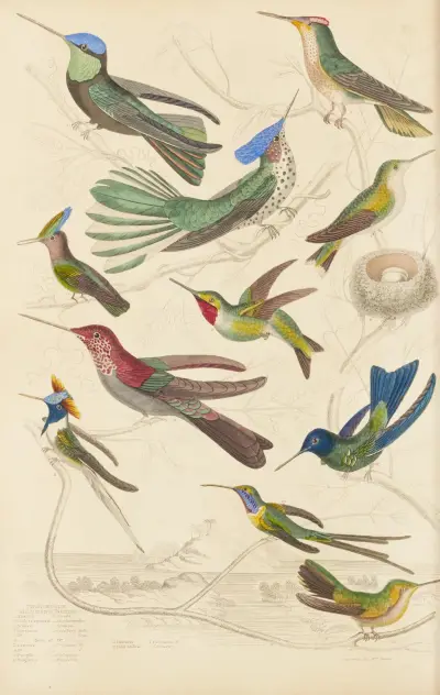 Humming birds, 1835 – nr 2 av William MacGillivray