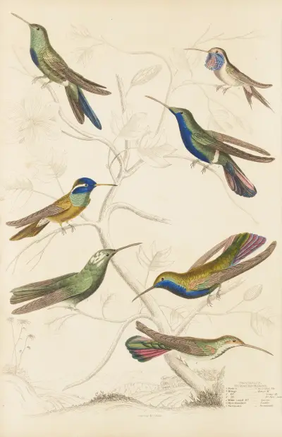 Humming birds, 1835 – nr 1 av William MacGillivray
