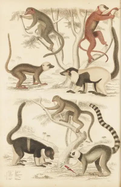 Lemur av William MacGillivray