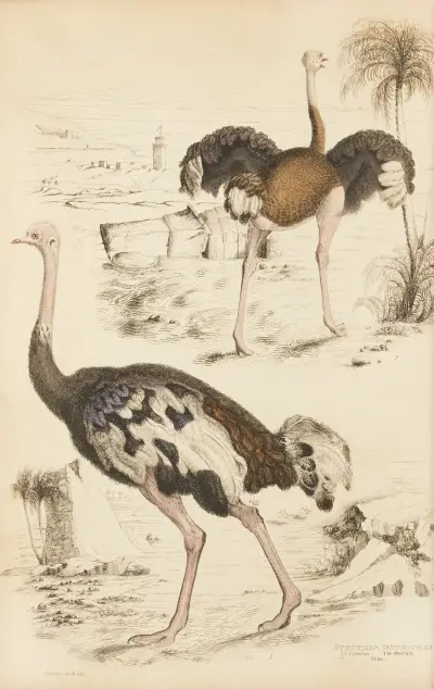 Ostriches av William MacGillivray