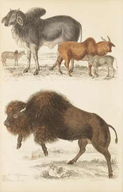 Oxen av William MacGillivray
