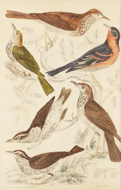 Thrushes av William MacGillivray