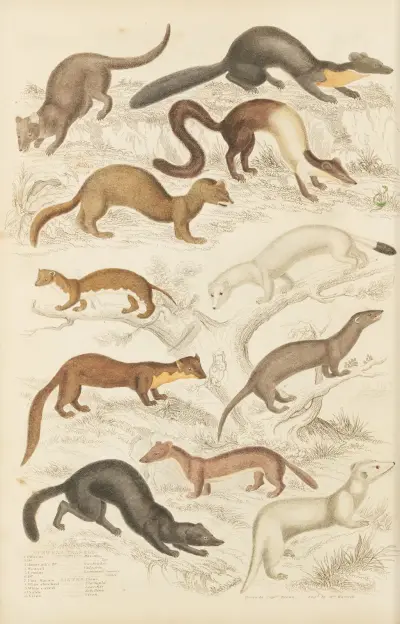 Weasels av William MacGillivray