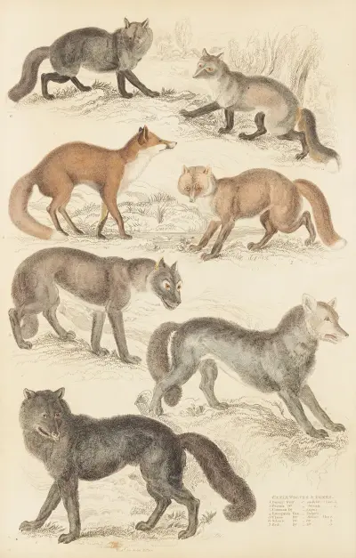 Wolves & Foxes av William MacGillivray