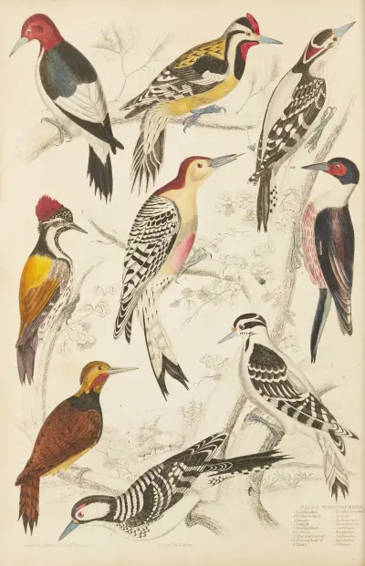Woodpeckers av William MacGillivray