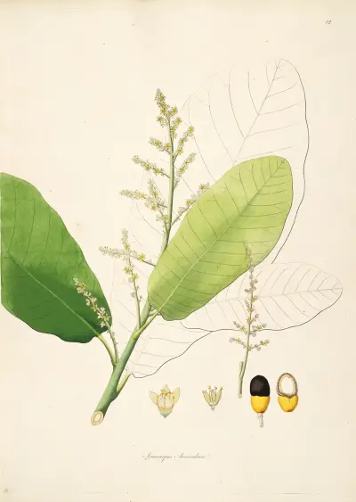 Plants of the coast of Coromandel Pl.012 av William Roxburgh
