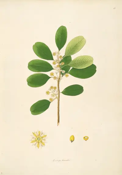 Plants of the coast of Coromandel Pl.015 av William Roxburgh