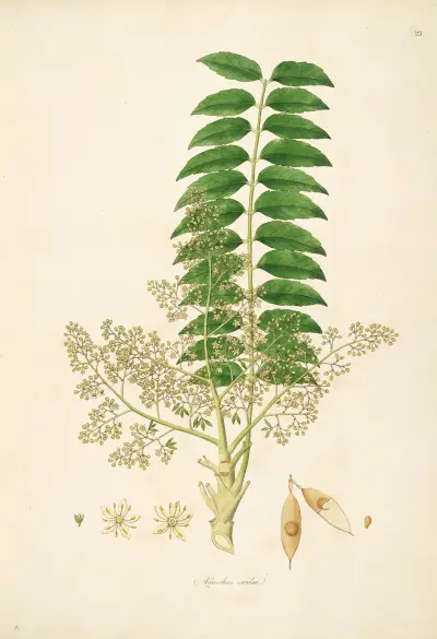 Plants of the coast of Coromandel Pl.023 av William Roxburgh