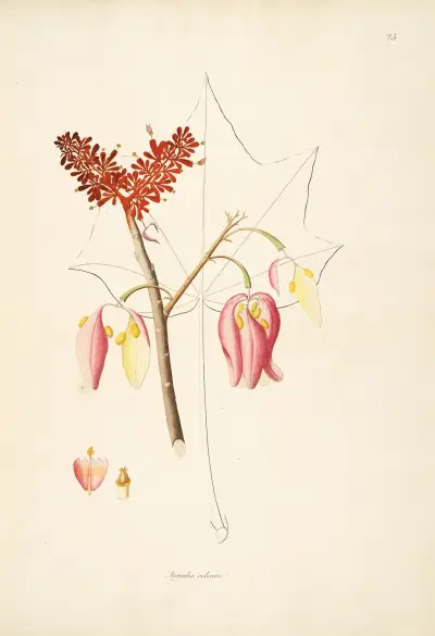 Plants of the coast of Coromandel Pl.025 av William Roxburgh