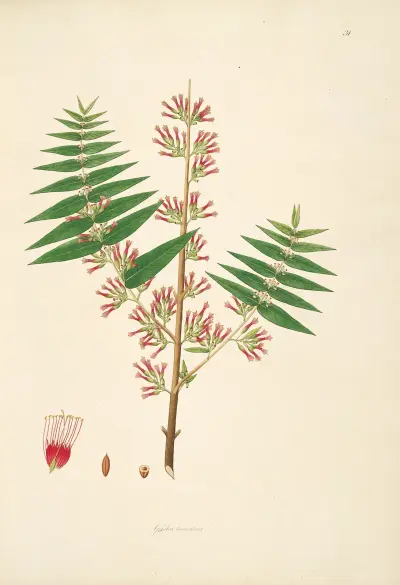 Plants of the coast of Coromandel Pl.031 av William Roxburgh