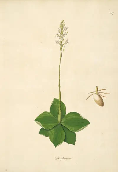 Plants of the coast of Coromandel Pl.037 av William Roxburgh