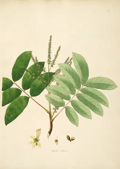 Plants of the coast of Coromandel Pl.062 av William Roxburgh
