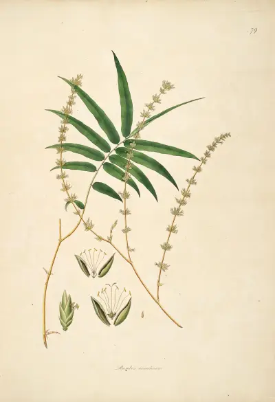Plants of the coast of Coromandel Pl.079 av William Roxburgh