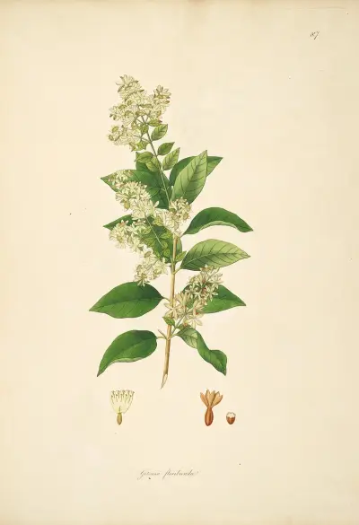 Plants of the coast of Coromandel Pl.087 av William Roxburgh